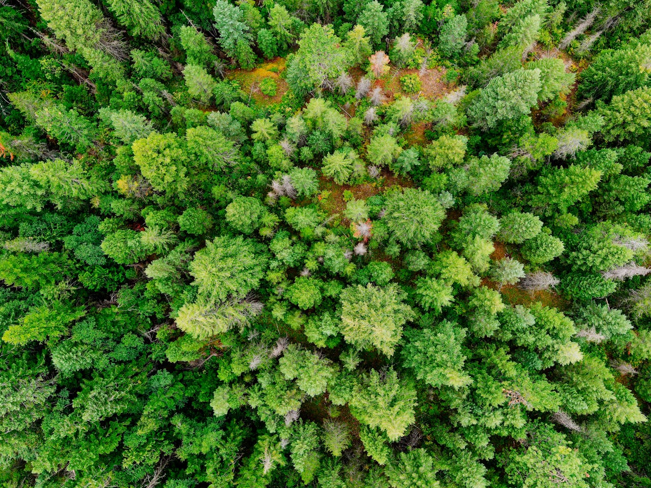 Stunning aerial shot of a dense, lush green evergreen forest from above.